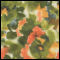 RLFM 714 Moss
